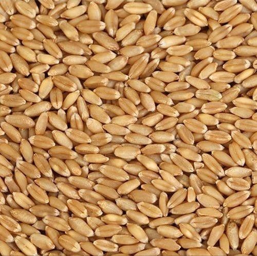 Pure Healthy 100 Percent Pure And Organic Brown Dry Whole Wheat Seed