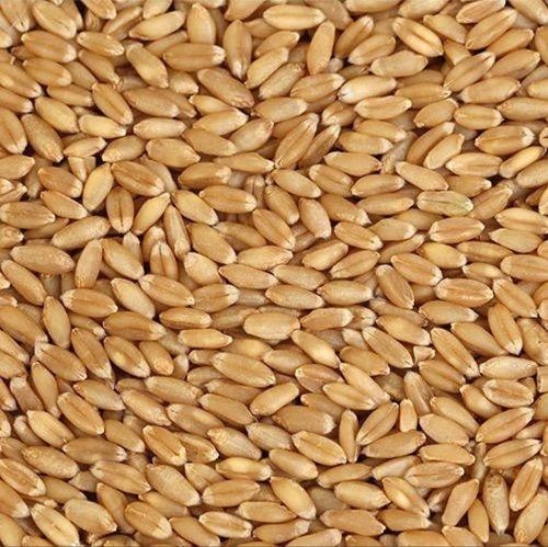 Pure Healthy 100 Percent Pure And Organic Brown Dry Whole Wheat Seed Admixture (%): %