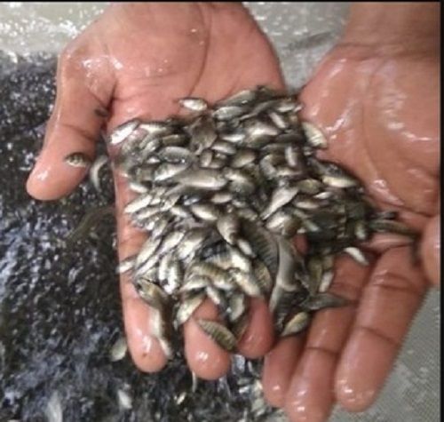 Grey Monosex Tilapia Fish Seed For Fish Farming