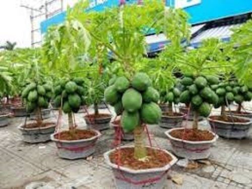 Fresh Breed Well-Watered Natural Green Papaya Plant For Gardening 