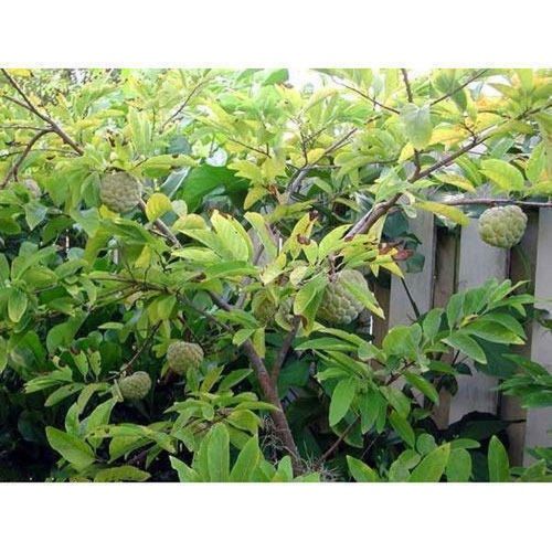 Well-Watered 100% Fresh Natural Green Custard Apple Plant For Gardening 