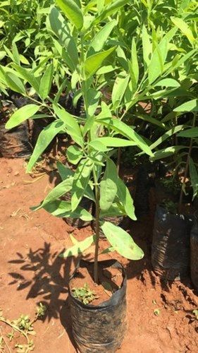 Well-Watered 100% Fresh Natural Green Sandalwood Plant For Gardening 