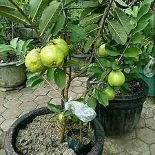 Well-Watered Fast Growth 100% Fresh Natural Green Guava Plants For Garden Shelf Life: 6 Days