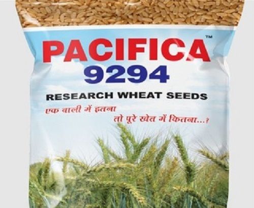 Hybrid Pacifica 9294 Research Wheat Seeds With 1 Year Shelf Life