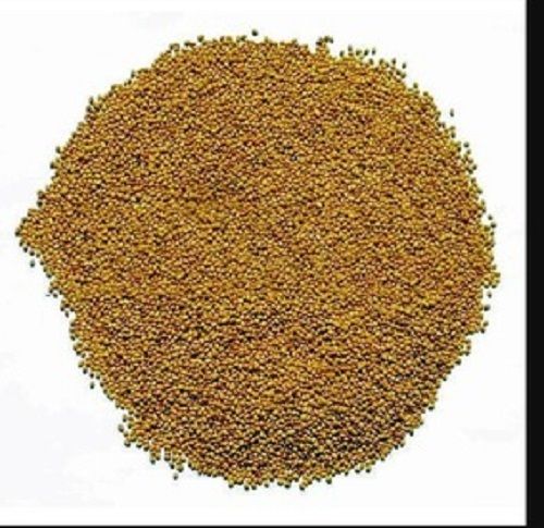 Organic Lucerne Alfalfa Seeds Usage For Fodder With 1 Year Shelf Life