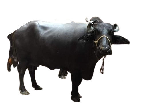 Female Black Murrah Buffalo for Dairy Farm
