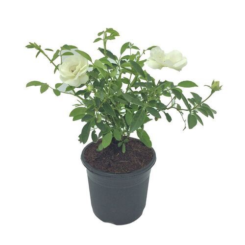 White Rose Grafted Plant For Outdoor Gardening And Nursery 