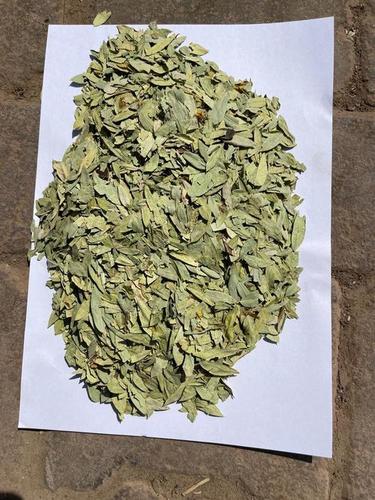 Dried Senna Leaves For Medicinal Use