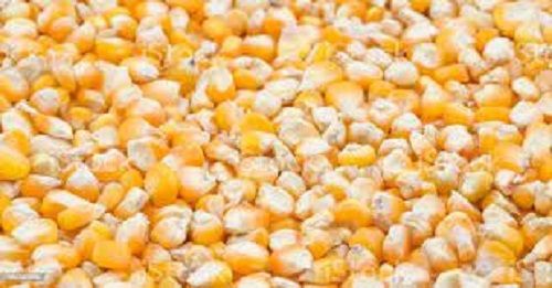 100 Percent Pure With Preservatives Free And Gluten Free Sweet Corn Seeds For Agricultural Use