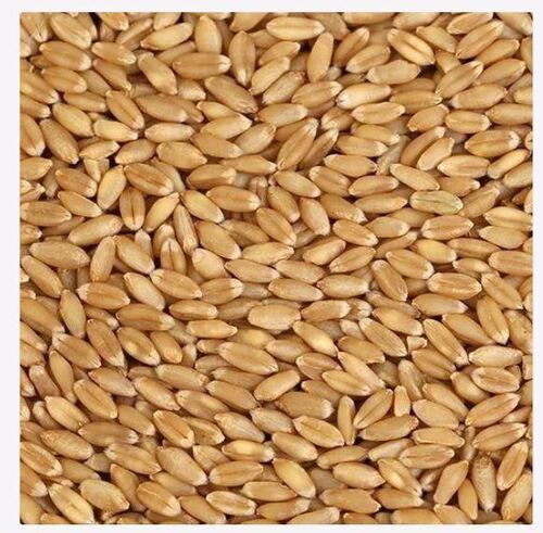 Light Brown 100% Pure Natural And Organic Whole Wheat Grain 