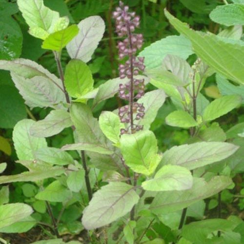 Safe And Non Toxic Edible Herb Ocimum Sanctum Plant