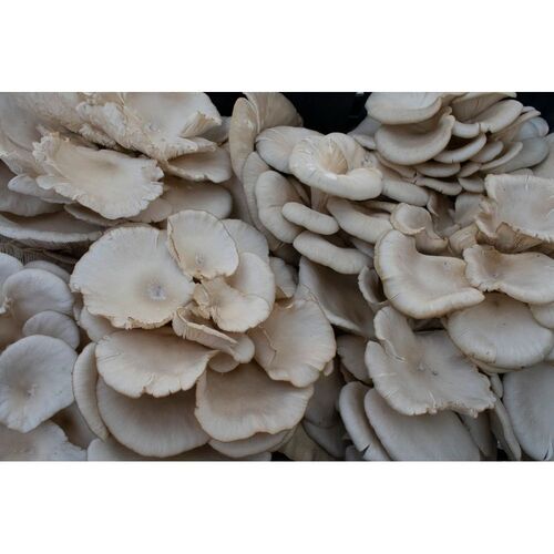 कम कैलोरी और हाई प्रोटीन वाला सफ़ेद ऑयस्टर मशरूम