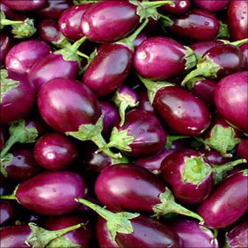 Farm Fresh High In Vitamins Raw Processed Pear Shaped Purple Brinjal, 1 Kg