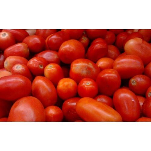 Healthy And Juicy Farm Fresh Raw Processed Oval Shaped Red Tomato, 1 Kg