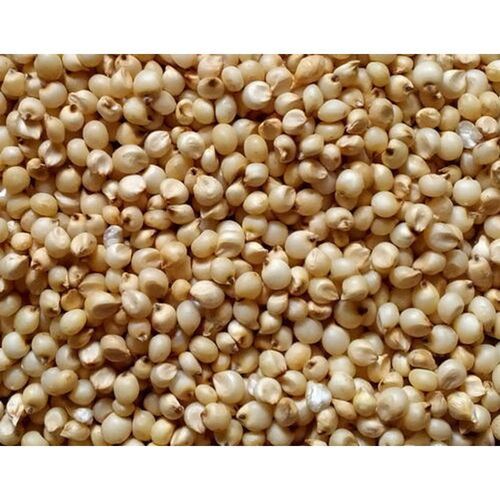 Best Quality Of Natural Sorghum White Sorghum