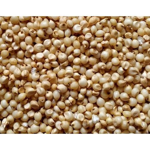 Lemon Yellow Best Quality Of Natural Organic Sorghum Grains