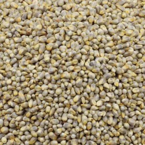 Fresh Nutritious Healthy Fibre Rich Traditional Superior Pearl Millet