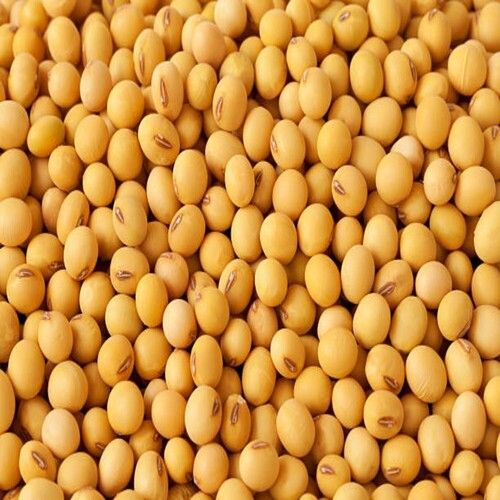 High Protein Rich Vitamins Delicious Beneficial Pure Great Organic Soya Bean