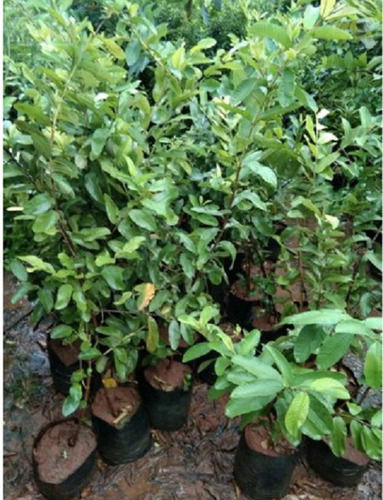 Pure Easy To Grown Well Watered Taiwan Green Guava Plants For Agricultural (1 Feet)