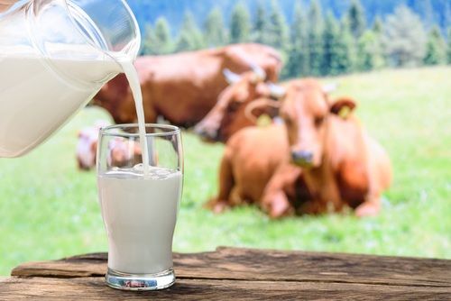 Rich Vitamin And Minerals 100 Percent Pure And Fresh White Cow Milk Age Group: Adults