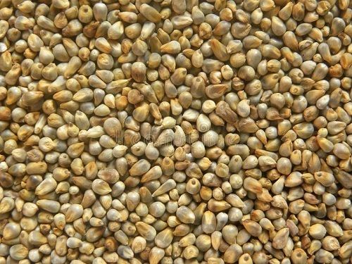 Best Quality High Protein And Nutritional Value Bajra Pearl Millet