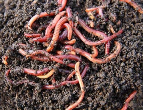Organic Fertilizer Earth Worms For Agriculture 