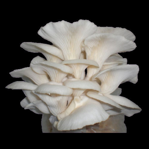 Rich Nutrition And Protien 100% Pure Natural Fresh Oyster Mushrooms For Cooking