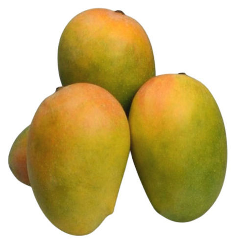 Common A Grade Commonly Cultivated Raw And Whole Fresh Kesar Mango