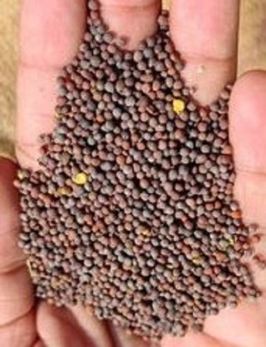 100 Percent Natural Rich In Proteins Black Colour Mustard Seeds For Cooking