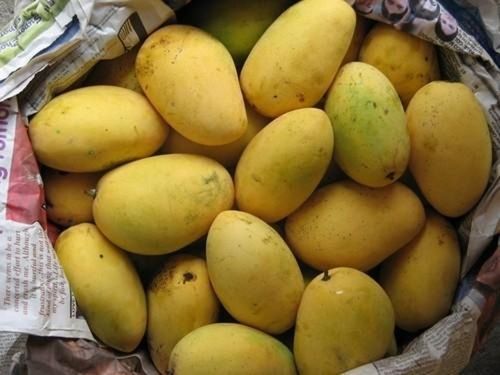 Mouth Watering Tasty Delicious Rich In Vitamin Highly Nutritious Yellow Mango