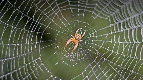 Spider Pest Control Service For Commercial And Residential Places Application: Eot Crane