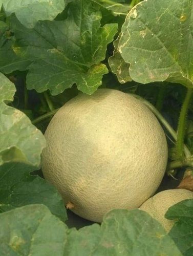 1 Kilogram, Common Cultivated Sweet And Juicy Muskmelon Fruit