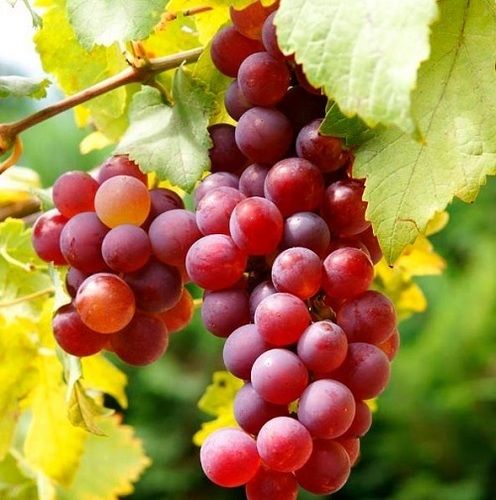 1 Kilogram, Juicy Sweet And Delicious Red Flame Grapes Fruit