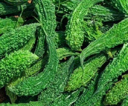 Pure And Fresh Oblong Shaped Raw Bitter Gourd