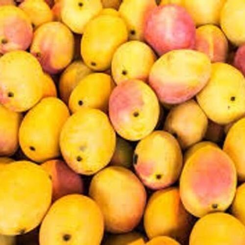 Silver Indian Originated Nutritious Chemical Free And Naturally Ripened Alphonso Mangoes 