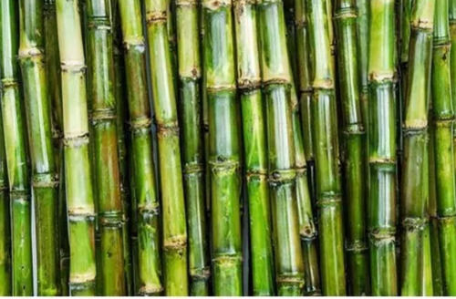 18 Inch Height 27.51 Gram Carbohydrate Sweet In Taste Pure Sugar Cane 