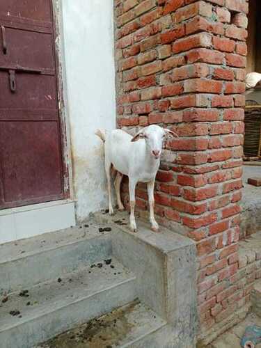 Healthy Live 1-2 Year Age White Dotted Male Barbari Goat