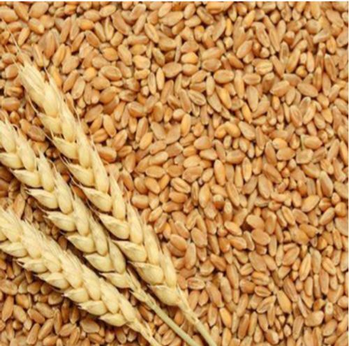 Brown Healthy And Tasty And 100% Organic Wheat Grain 