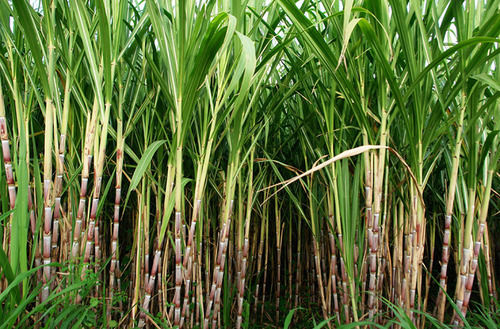 Pure And Fresh Green Sugar Cane 16% Fiber 15% Soluble Sugar 73% 