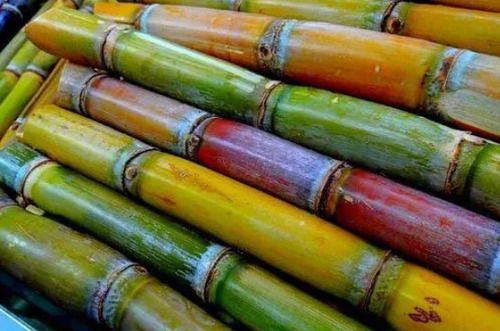 Green 100 % Organic And Pure Raswanti Sugarcane 14% Fiber 16% Soluble Sugars 70% Water