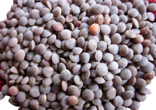 Commonly Cultivated A Grade Protein Rich Whole Masoor Dal