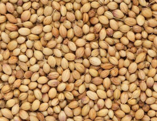 A Grade Commonly Cultivated Dried And Whole Coriander Seed For Cooking 