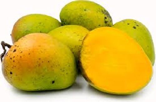 Common 100% Pure Natural Commonly Cultivated Curved Fresh Healthy Green Mangoes