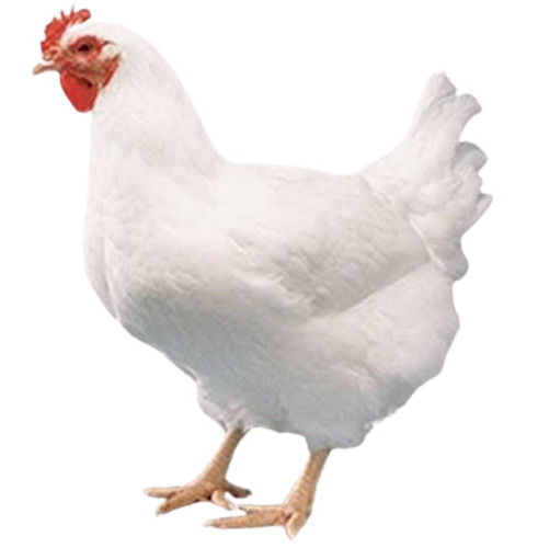 White Live Chicken Breed Ixworth Red Cap Weight 1.4 Kg For Poultry Farming