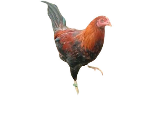 Brown And Black Poultry Farm Live Country Chicken