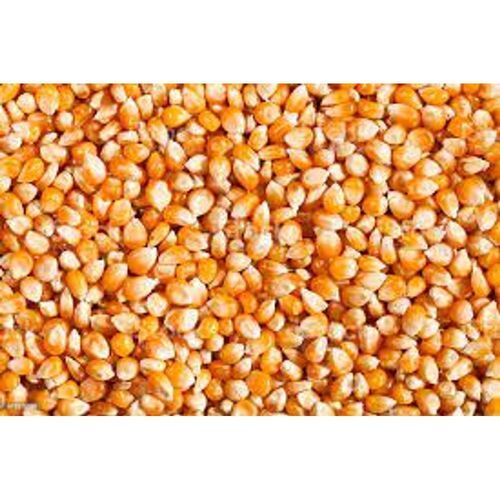 Good For Health And Antioxidant Yellow Sweet Maize Raw Corn Seeds, 1 Kg