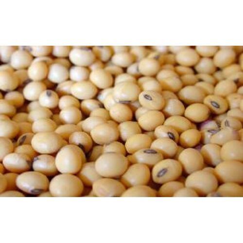 Organic Great Nutritional Value High Protein Soybean (Legume)