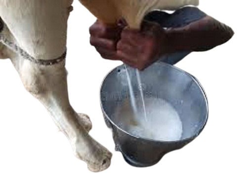 Raw Taste Highly Nutritious And Rich In Protein And Calcium Fresh Cow Milk