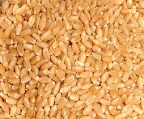 100% Natural And Pure Golden Wheat Grain Organic Used To Make Wheat Flour Foreign Particle (%): 2%