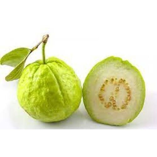 Green Directly From Farm Organically Grown Exotic Crunchy Fresh Guava